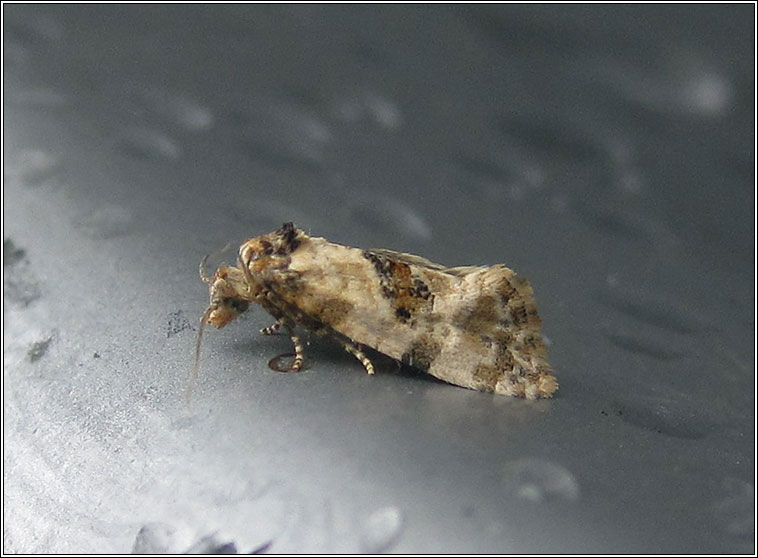 Cochylis molliculana