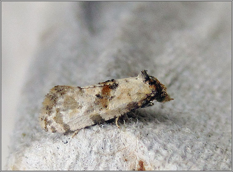 Cochylis molliculana