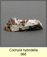 Cochylis hybridella