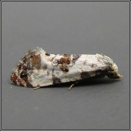 Cochylis hybridella