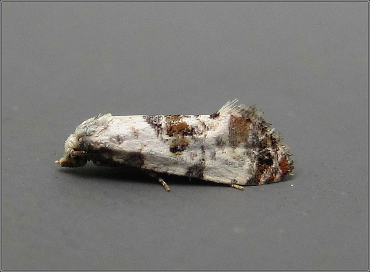 Cochylis hybridella