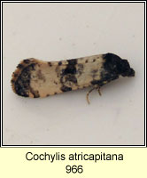 Cochylis atricapitana