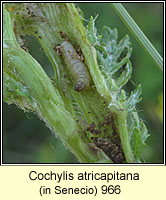 Cochylis atricapitana