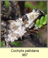 Cochylis pallidana