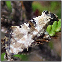 Cochylis pallidana