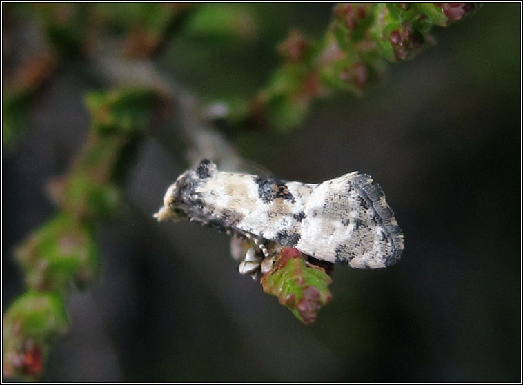 Cochylis pallidana