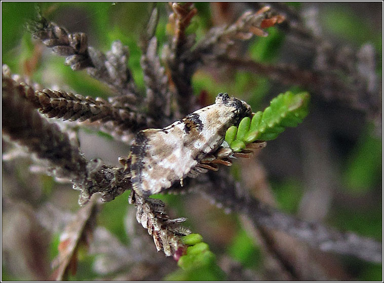 Cochylis pallidana