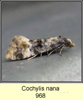 Cochylis nana