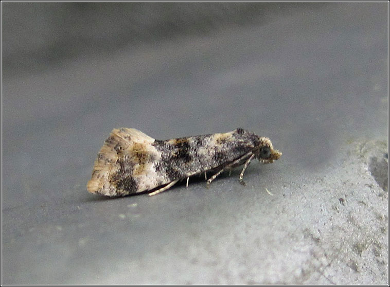 Cochylis nana