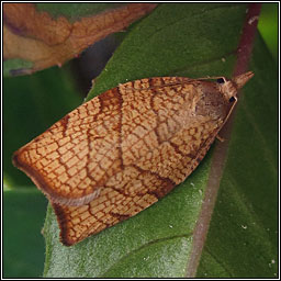 Chequered Fruit-tree Tortrix, Pandemis corylana