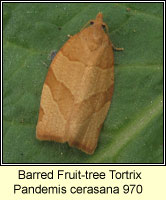 Barred Fruit-tree Tortrix, Pandemis cerasana