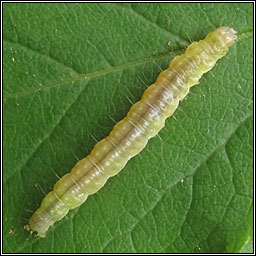 Barred Fruit-tree Tortrix, Pandemis cerasana