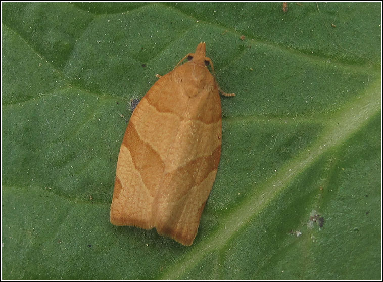 Barred Fruit-tree Tortrix, Pandemis cerasana
