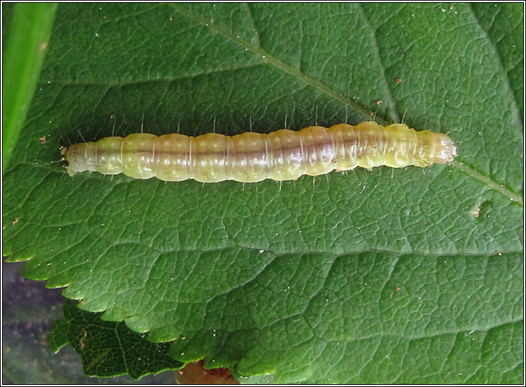 Barred Fruit-tree Tortrix, Pandemis cerasana