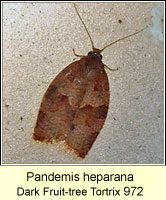 Pandemis heparana, Dark Fruit-tree Tortrix