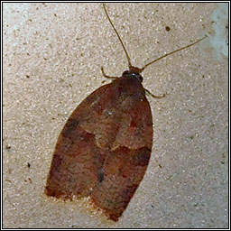 Pandemis heparana, Dark Fruit-tree Tortrix