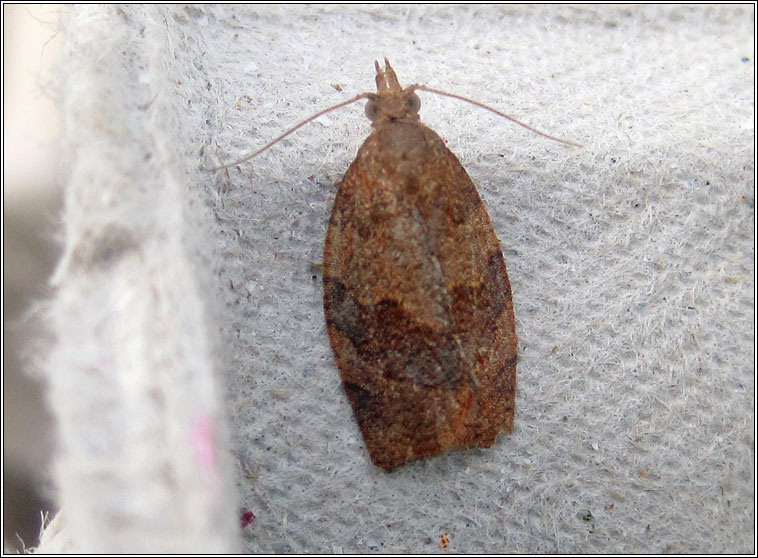 Pandemis heparana, Dark Fruit-tree Tortrix