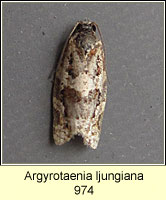 Argyrotaenia ljungiana