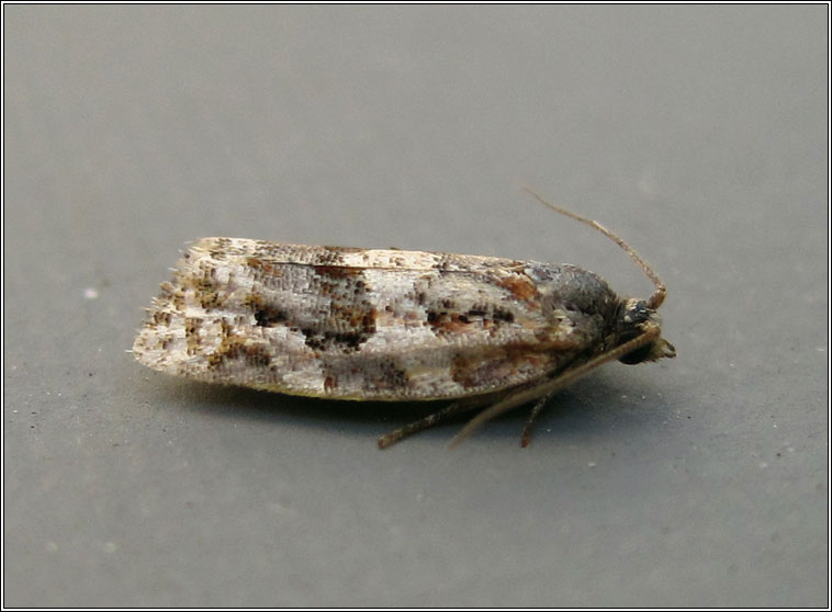 Argyrotaenia ljungiana