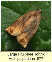 Archips podana, Large Fruit-tree Tortrix