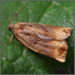 Large Fruit-tree Tortrix, Archips podana