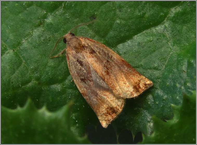 Large Fruit-tree Tortrix, Archips podana