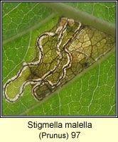 Stigmella malella