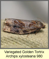 Variegated Golden Tortrix, Archips xylosteana