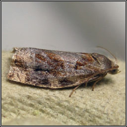 Variegated Golden Tortrix, Archips xylosteana