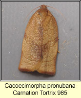 Carnation Tortrix, Cacoecimorpha pronubana