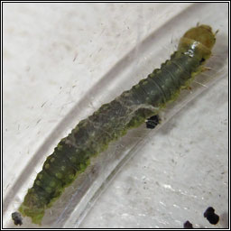 Carnation Tortrix, Cacoecimorpha pronubana