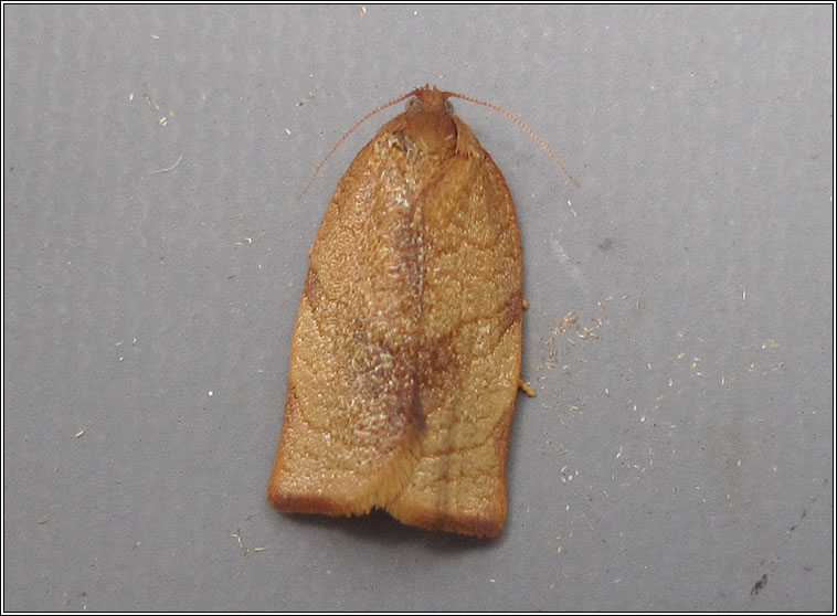 Carnation Tortrix, Cacoecimorpha pronubana