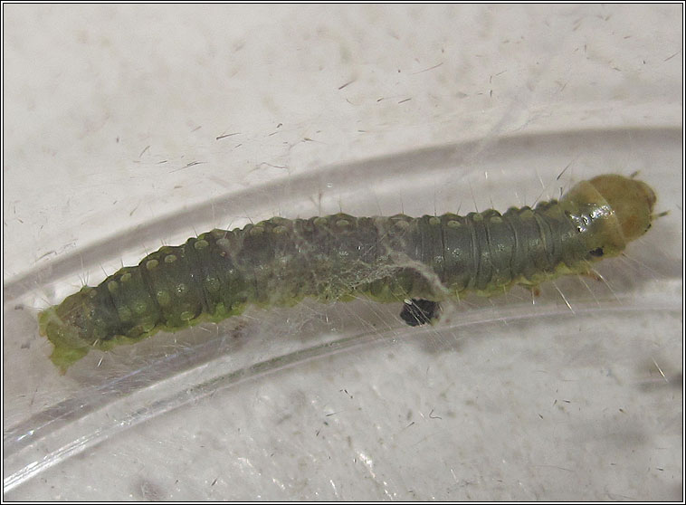 Carnation Tortrix, Cacoecimorpha pronubana