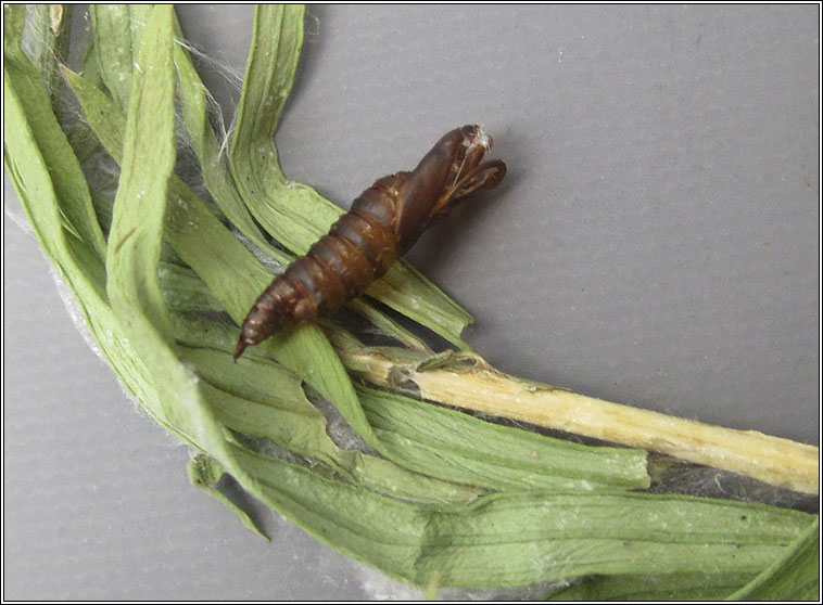 Carnation Tortrix, Cacoecimorpha pronubana