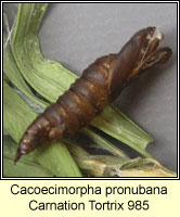 Carnation Tortrix, Cacoecimorpha pronubana