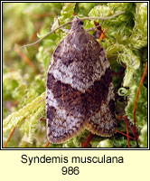 Syndemis musculana