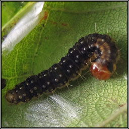 Syndemis musculana