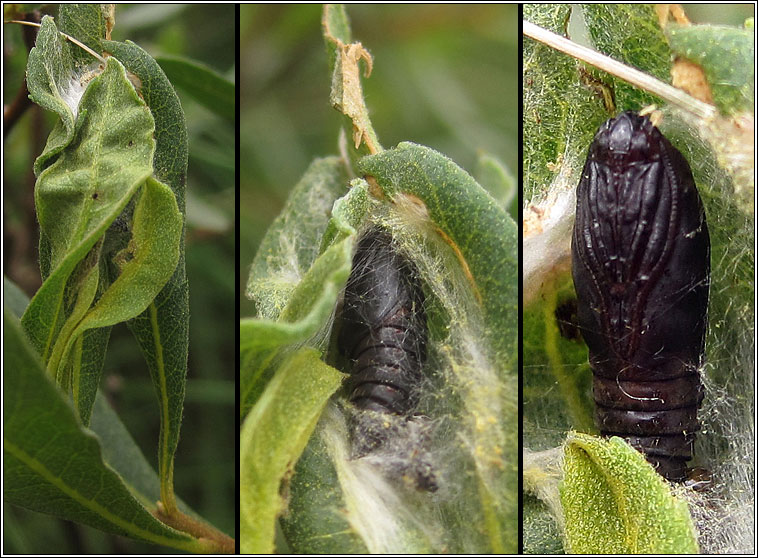 Bilberry Tortrix, Aphelia viburnana