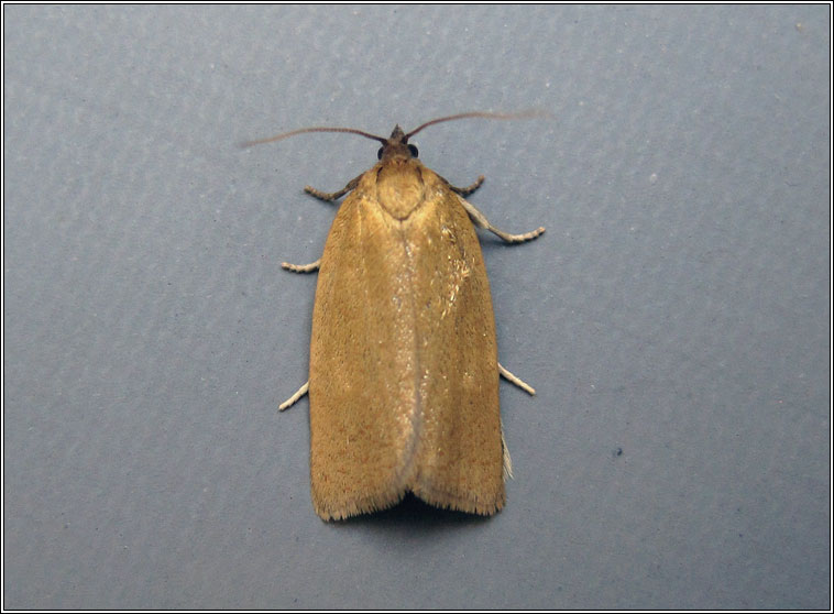 Bilberry Tortrix, Aphelia viburnana