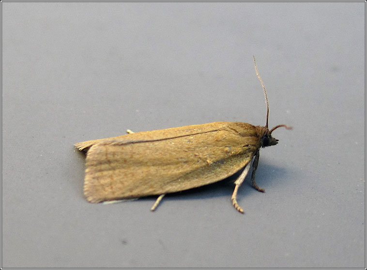 Bilberry Tortrix, Aphelia viburnana