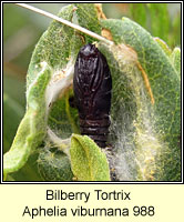 Bilberry Tortrix, Aphelia viburnana