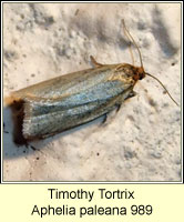 Timothy Tortrix, Aphelia paleana