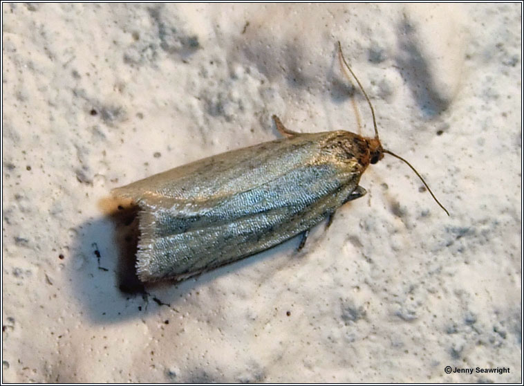 Timothy Tortrix, Aphelia paleana