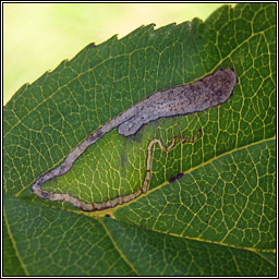 Stigmella catharticella