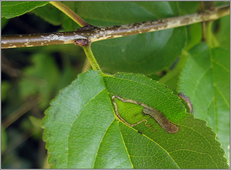 Stigmella catharticella