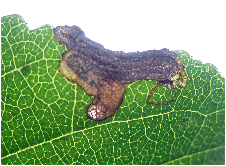 Stigmella catharticella