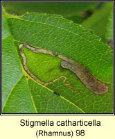 Stigmella catharticella
