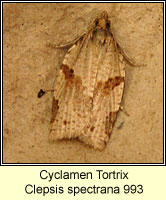 Cyclamen Tortrix, Clepsis spectrana