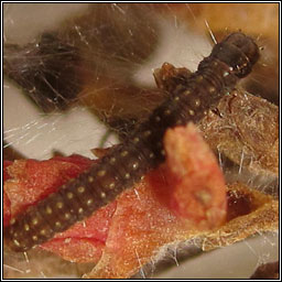 Cyclamen Tortrix, Clepsis spectrana