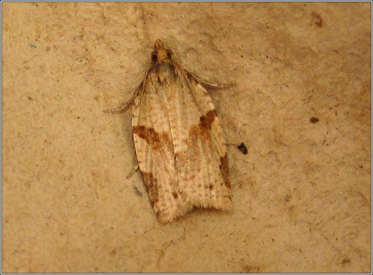 Cyclamen Tortrix, Clepsis spectrana
